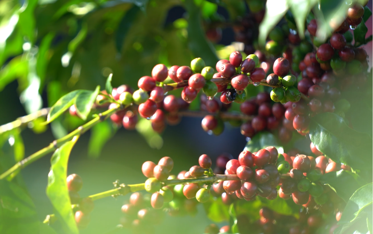 77����-ר������ָ��������ƽ̨